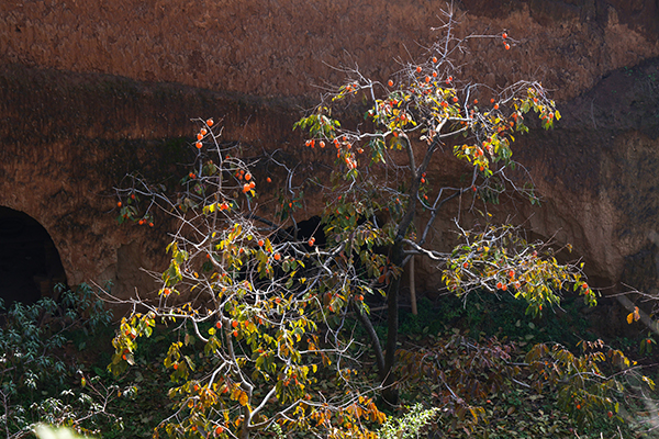 4E8A7333  副图.jpg