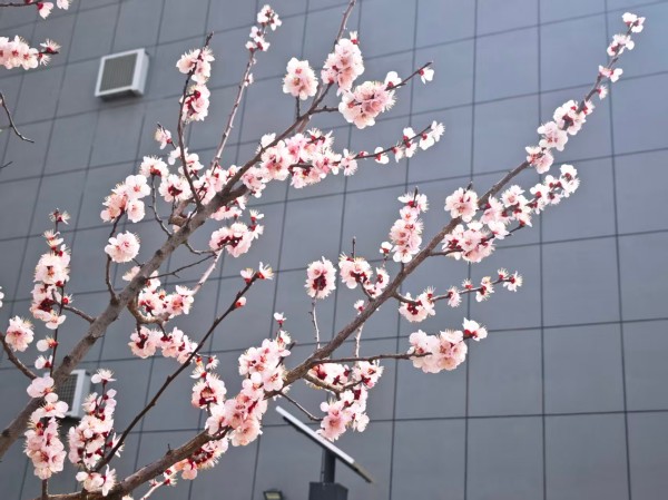 311774924032168584.jpg 中控北墙外.jpg